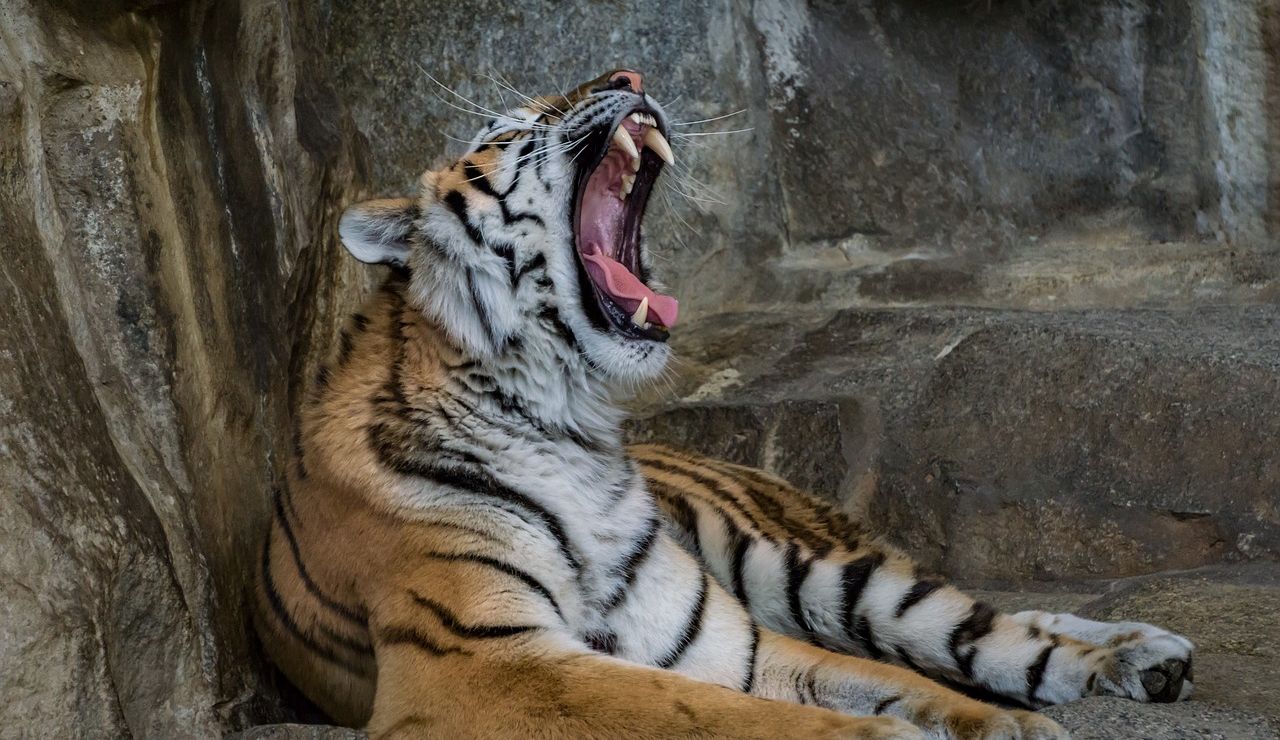 Tigre