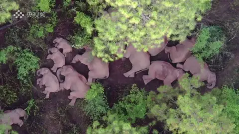 Elefantes en China Elefantes