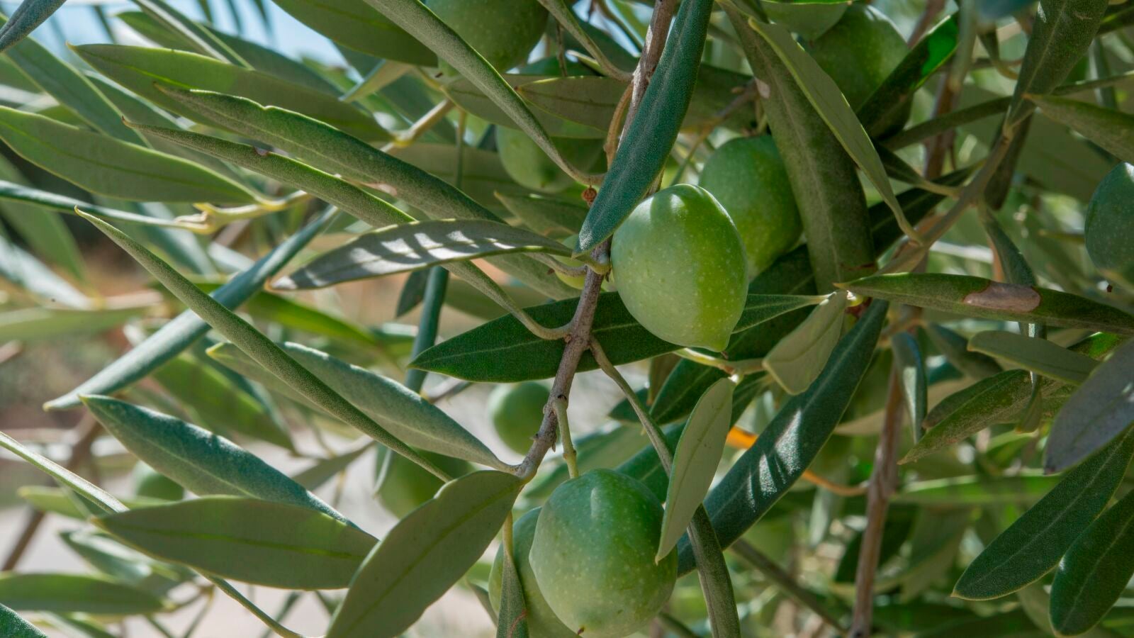 Problemas para la aceituna en Valencia: la sequía causa pérdidas del 90% de la cosecha