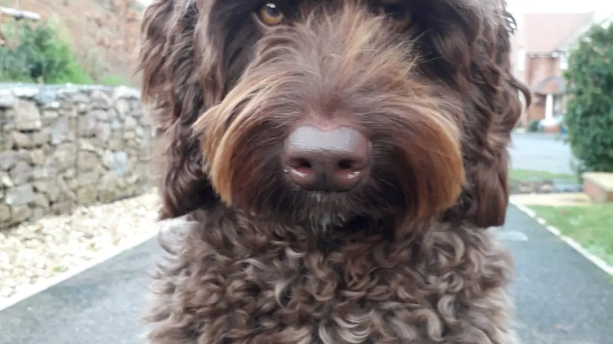 Un perro bombero salva a una mujer que se iba a suicidar en Inglaterra Un perro bombero salva a una mujer que se iba a suicidar en Inglaterra