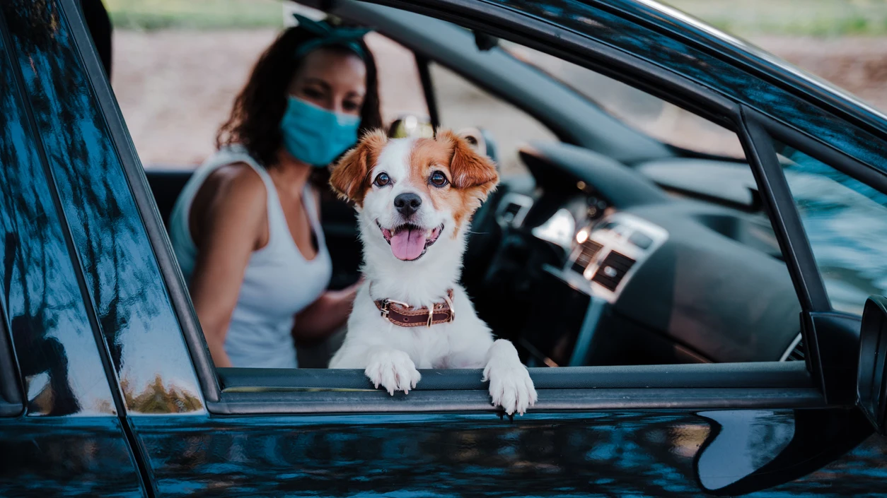 Viajes y mascotas: todo lo que tienes que saber Viajes y mascotas: todo lo que tienes que saber