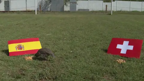 La perdiz Tako lo vuelve a hacer: su pronóstico para el Suiza - España de cuartos de final de la Eurocopa La perdiz Tako lo vuelve a hacer: su pronóstico para el Suiza - España de cuartos de final de la Eurocopa
