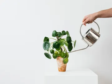 Cómo cuidar las plantas en verano: los mejores trucos y consejos Cómo cuidar las plantas en verano: los mejores trucos y consejos