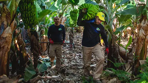 Platano canario Platano canario