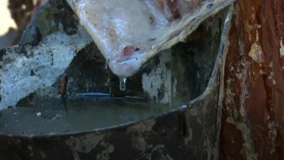 Soria busca 100 resineros, un oficio que se recupera para ayudar a la econom&iacute;a de la zona
