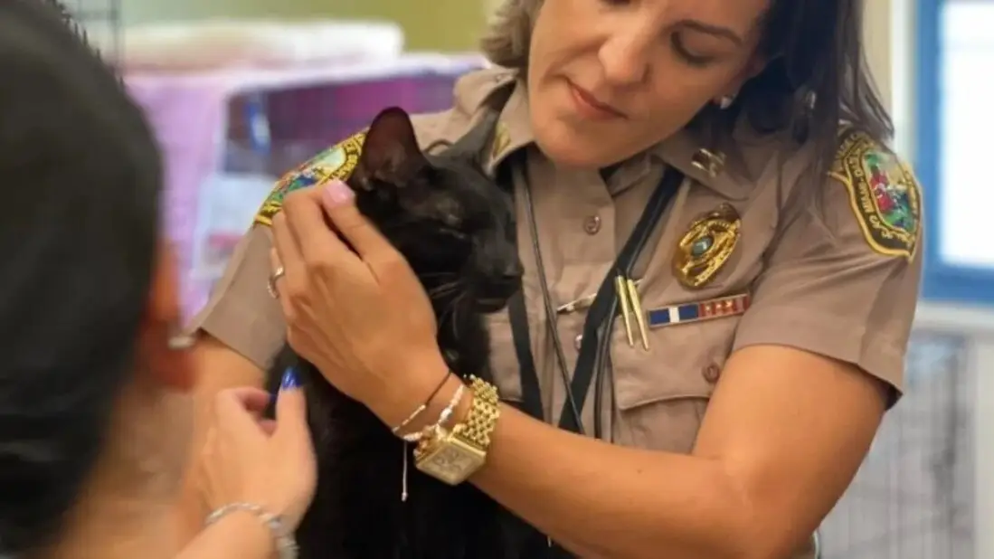 Encuentran a un gato que había sobrevivido en el derrumbe en Miami después de16 días Encuentran a un gato que había sobrevivido en el derrumbe en Miami después de16 días