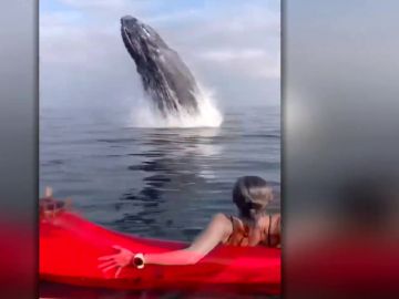 Una ballena emerge del océano y casi aplasta a dos piragüistas que descansaban en mitad del mar