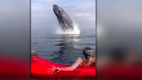 Una ballena emerge del océano y casi aplasta a dos piragüistas que descansaban en mitad del mar Una ballena emerge del océano y casi aplasta a dos piragüistas que descansaban en mitad del mar