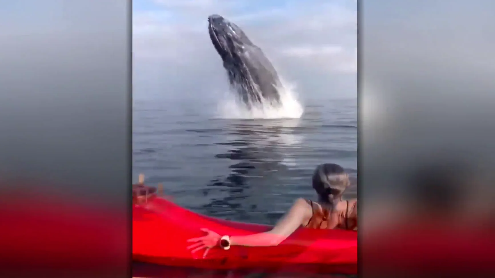 Una ballena emerge del oc&eacute;ano y casi aplasta a dos pirag&uuml;istas que descansaban en mitad del mar