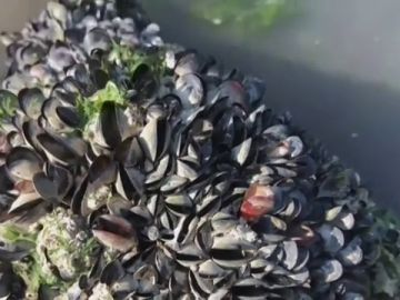 Encuentran innumerables mejillones muertos en las playas de Canadá debido a la ola de calor