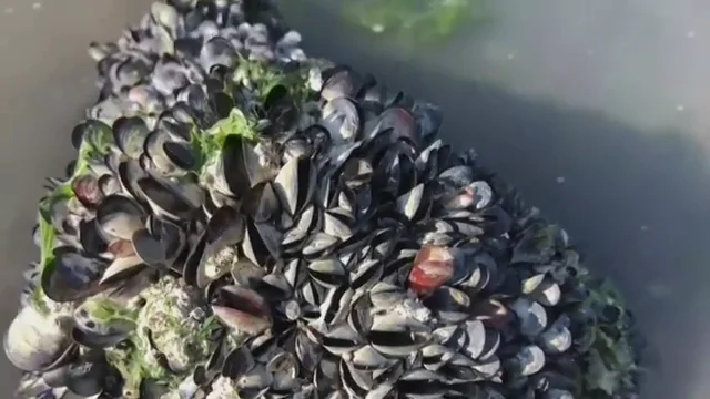Encuentran innumerables mejillones muertos en las playas de Canadá debido a la ola de calor Encuentran innumerables mejillones muertos en las playas de Canadá debido a la ola de calor