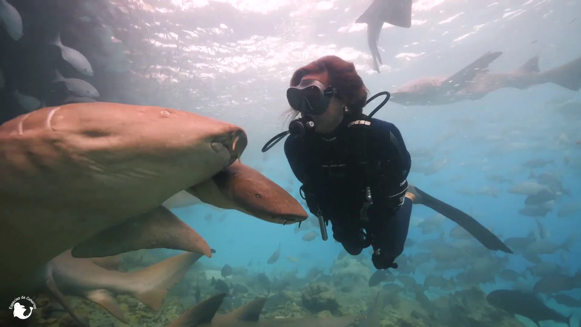 Judith de la Rosa bucea con tiburones en las Maldivas y limpia sus mares