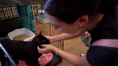 Encuentran con vida a un gato en medio de los escombros del edificio derrumbado en Miami Encuentran con vida a un gato en medio de los escombros del edificio derrumbado en Miami