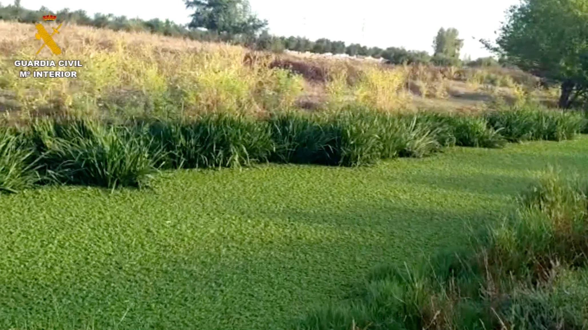Una planta ex&oacute;tica cubre 7.500 metros cuadrados del cauce del r&iacute;o Guadaira de Sevilla