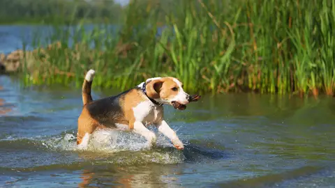 Perrete en el agua Perrete en el agua