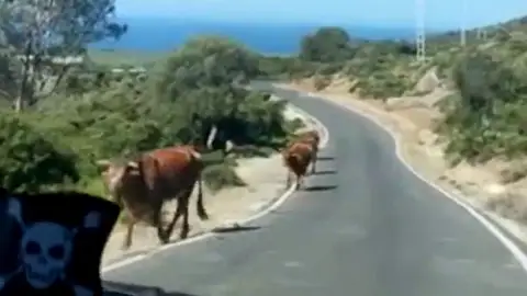 Una vaca en la playa de Bolonia indica el camino a un turista Una vaca en la playa de Bolonia indica el camino a un turista