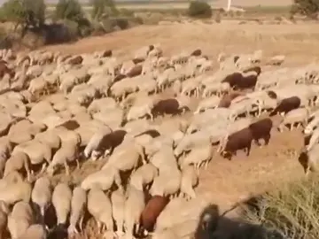 Los ganaderos se ven afectados por la mosca negra Los ganaderos se ven afectados por la mosca negra