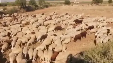 Los ganaderos se ven afectados por la mosca negra Los ganaderos se ven afectados por la mosca negra