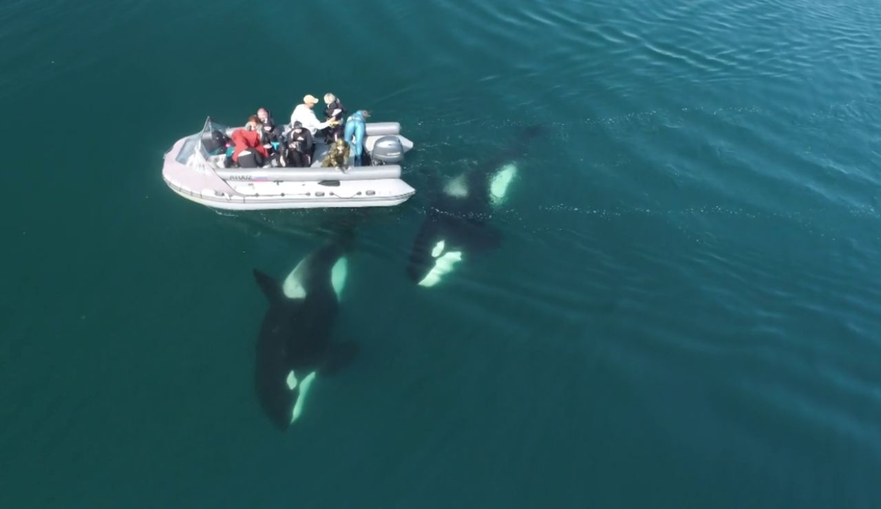 El impactante vídeo de un grupo de orcas nadando junto a un barco en Rusia