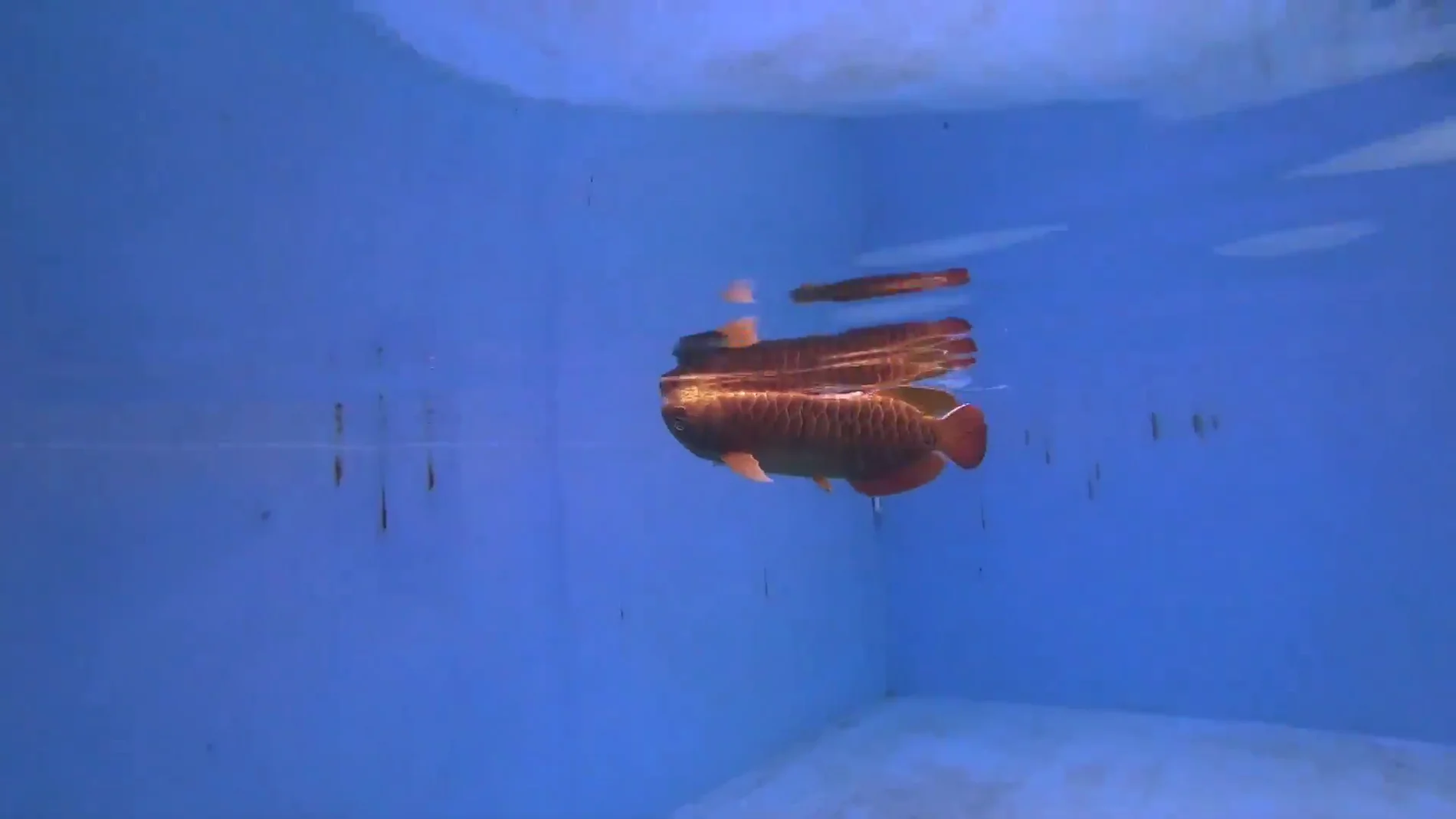 China crea un dron submarino con forma de pez