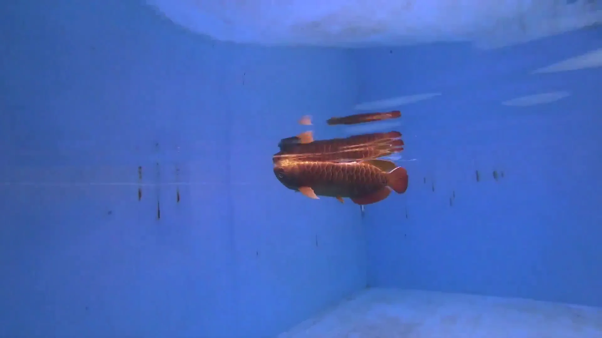 China crea un dron submarino con forma de pez China crea un dron submarino con forma de pez