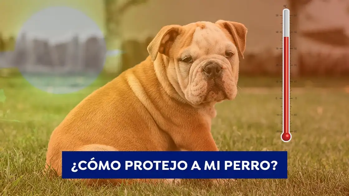 Hablan los expertos: cómo cuidar a los perros en días de mucho calor Hablan los expertos: cómo cuidar a los perros en días de mucho calor