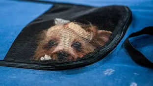Ya hay más mascotas que niños en España Ya hay más mascotas que niños en España