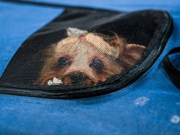 Ya hay m&aacute;s mascotas que ni&ntilde;os en Espa&ntilde;a 