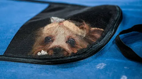 Ya hay más mascotas que niños en España Ya hay más mascotas que niños en España