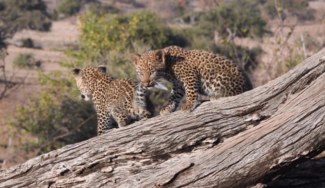 Consiguen grabar a una pareja de cachorros de leopardo jugando juntos mientras su madre no está presente