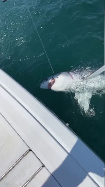 Este es el momento en que un pescador desprevenido atrapa un gran tiburón blanco de dos metros