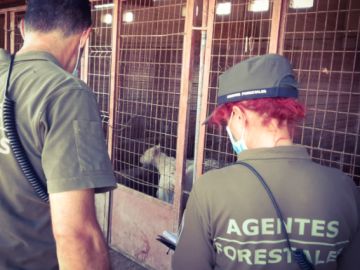 Encuentran 15 perros muertos y 87 desnutridos en una finca de Madrid