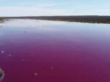 Dos lagunas quedan cubiertas de rosa en la Patagonia Argentina. 