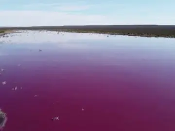 Dos lagunas quedan cubiertas de rosa en la Patagonia Argentina. Dos lagunas quedan cubiertas de rosa en la Patagonia Argentina.
