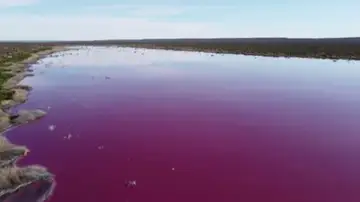 Dos lagunas quedan cubiertas de rosa en la Patagonia Argentina. Dos lagunas quedan cubiertas de rosa en la Patagonia Argentina.