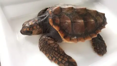 La tortuga Vilán La tortuga Vilán