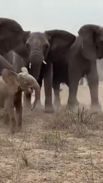 El conmovedor momento que un elefante albino huérfano es recibido por su nueva manada