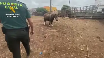 El Seprona investiga a un hombre por abandonar a un poni en su finca de Firgas en Gran Canaria El Seprona investiga a un hombre por abandonar a un poni en su finca de Firgas en Gran Canaria