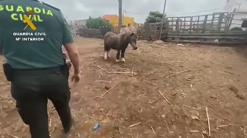 El Seprona investiga a un hombre por abandonar a un poni en su finca de Firgas en Gran Canaria El Seprona investiga a un hombre por abandonar a un poni en su finca de Firgas en Gran Canaria