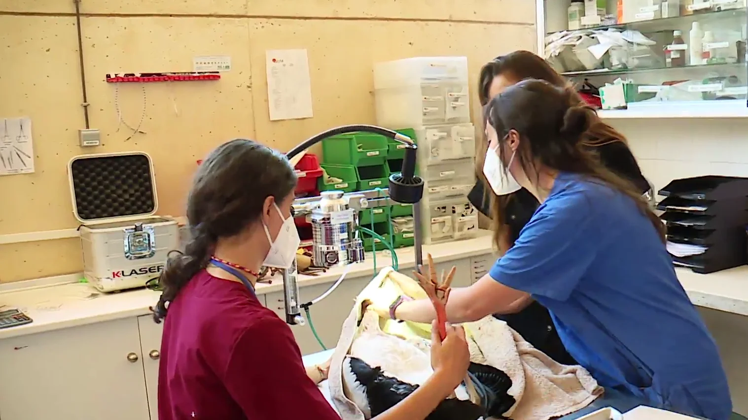 Una empresa española pone fin a las electrocuciones de las aves Una empresa española pone fin a las electrocuciones de las aves