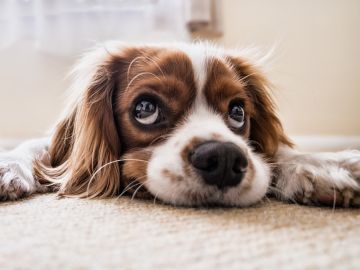En España se abandonan 15 perros sin microchip cada hora
