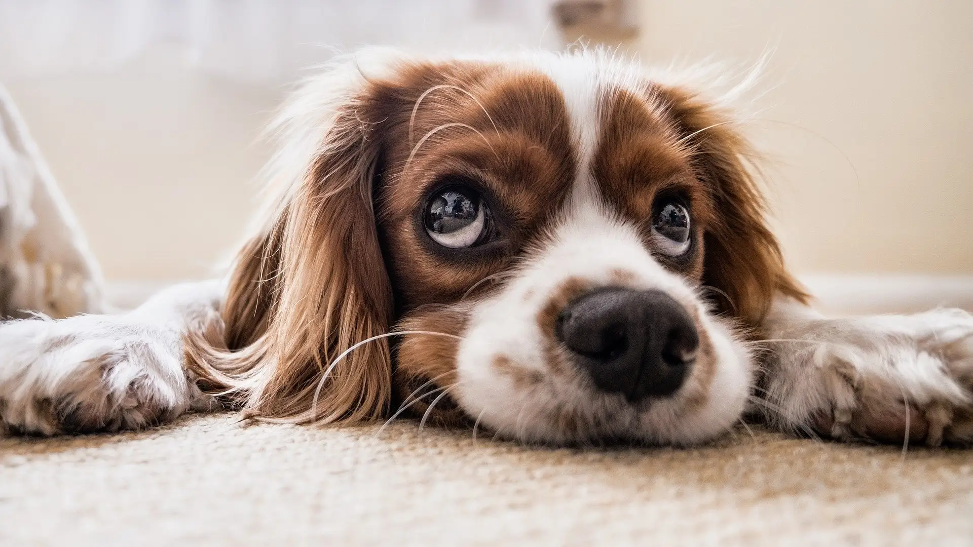 En España se abandonan 15 perros sin microchip cada hora En España se abandonan 15 perros sin microchip cada hora