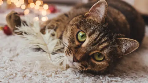 Gato tumbado Gato tumbado