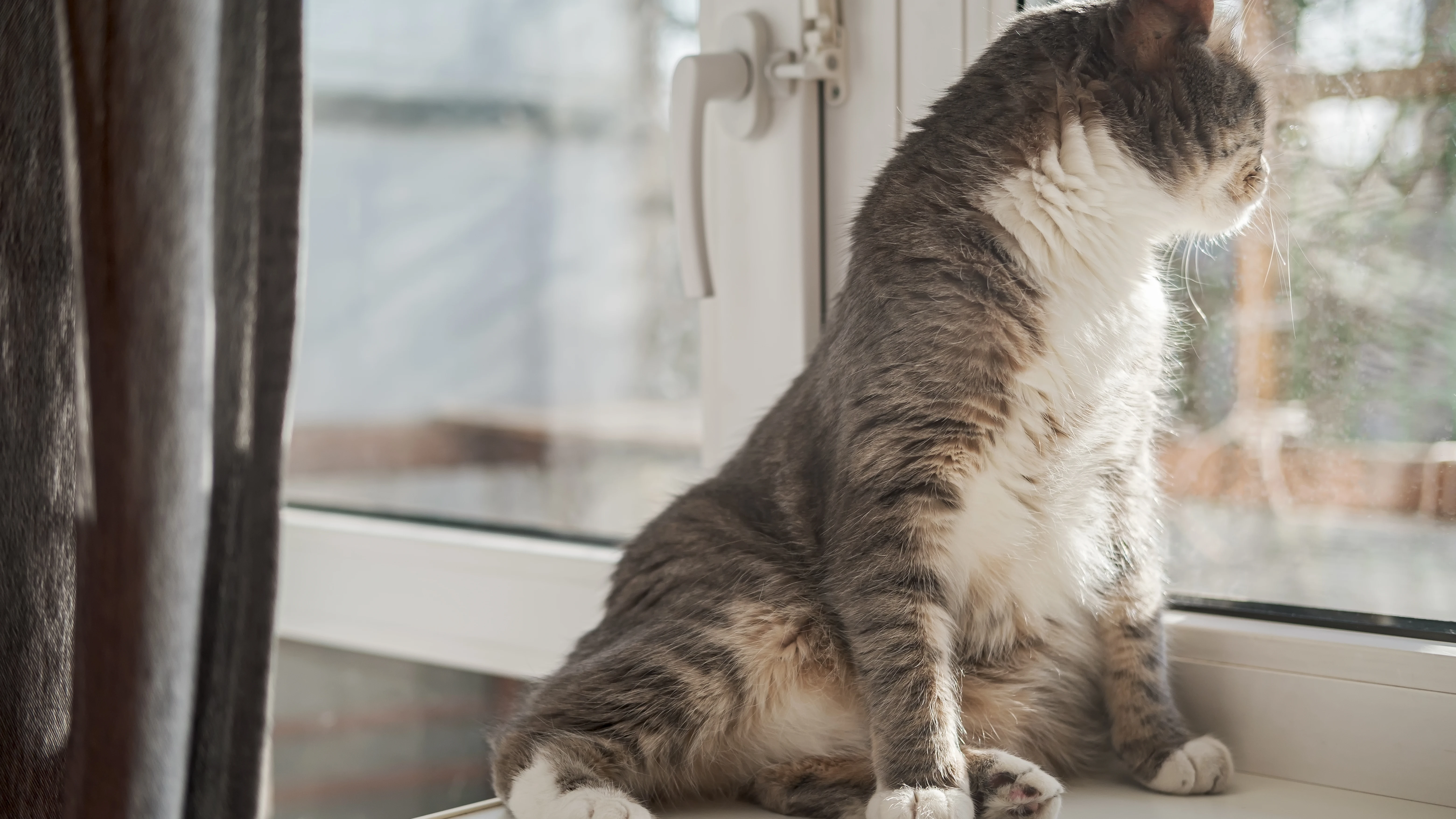 Gato sentado mirando por la ventana Gato sentado mirando por la ventana