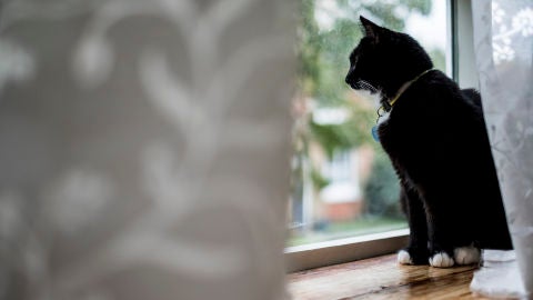 Gato mirando por la ventana