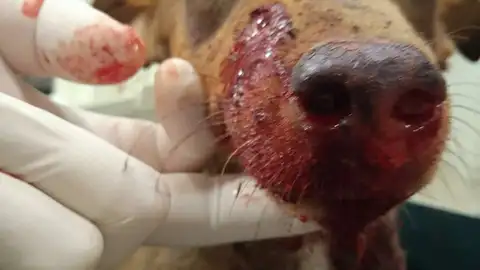 Se busca al autor de los disparos a un perro en Córdoba Se busca al autor de los disparos a un perro en Córdoba