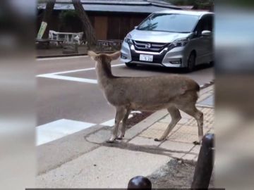 ANIMALES CIUDADES