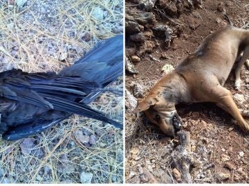 Investigado por envenenar y matar a animales en la isla de La Palma