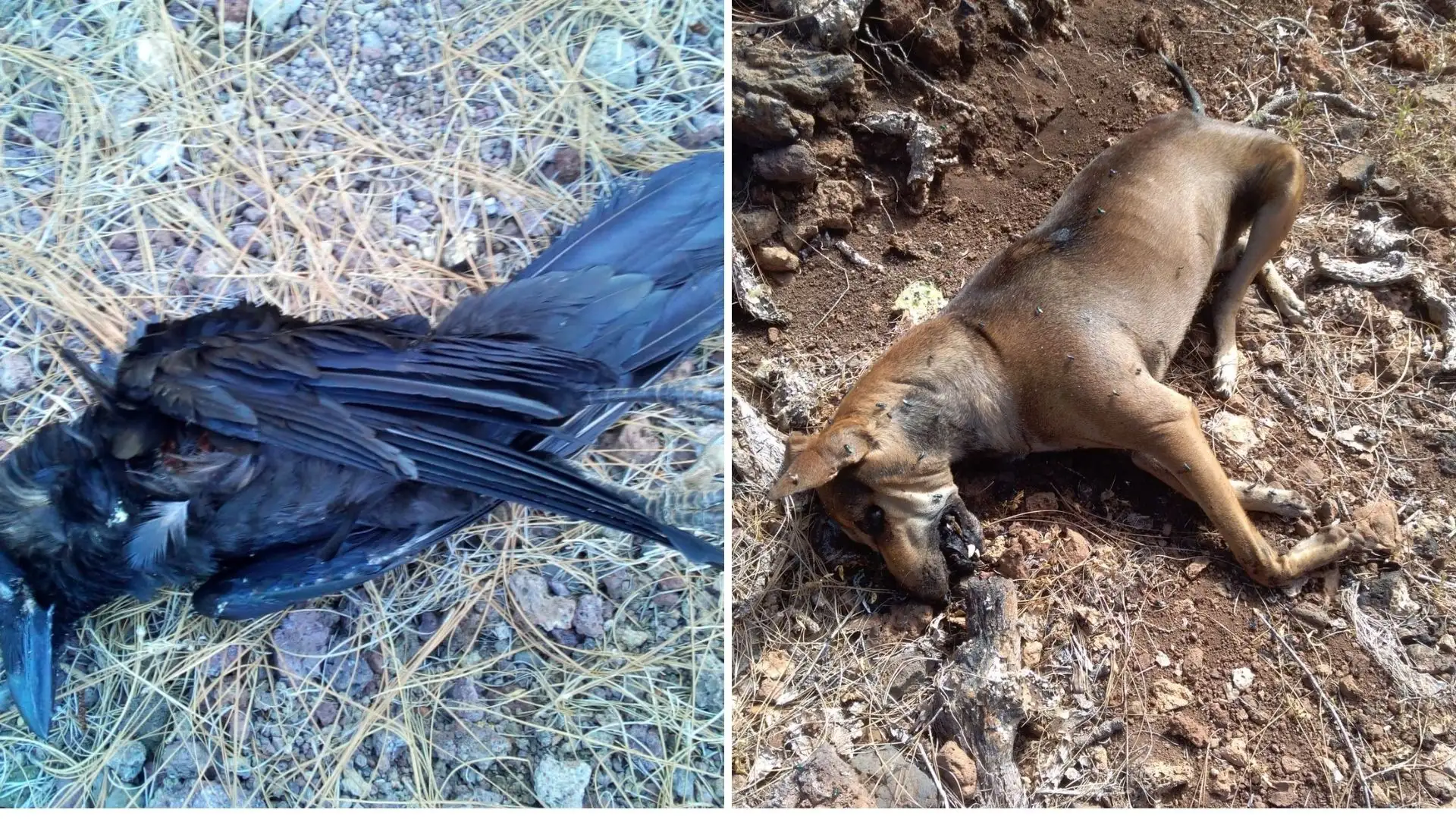 Investigado por envenenar y matar a animales en la isla de La Palma Investigado por envenenar y matar a animales en la isla de La Palma
