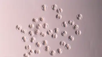 Descubren los genes que pueden predecir la menopausia y alargar la vida reproductiva de las mujeres Descubren los genes que pueden predecir la menopausia y alargar la vida reproductiva de las mujeres